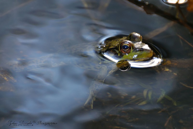 Grenouille Dsc_6382-2w-800-s