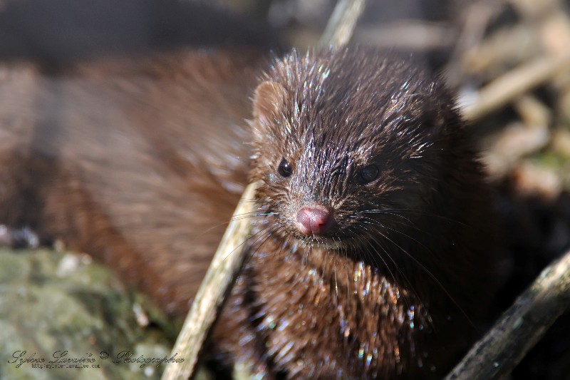 Loutre Dsc_7486-2w-800-s