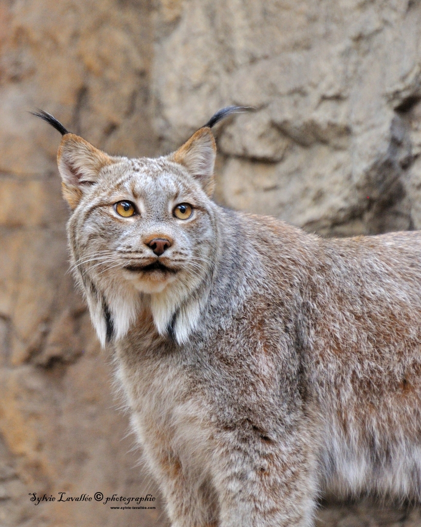 Lynx du Canada Dsc_7868-8x10-s-2-1024