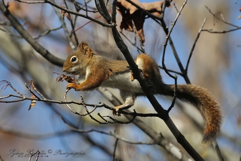 Un petit acrobate Dsc_8050-2-800-s