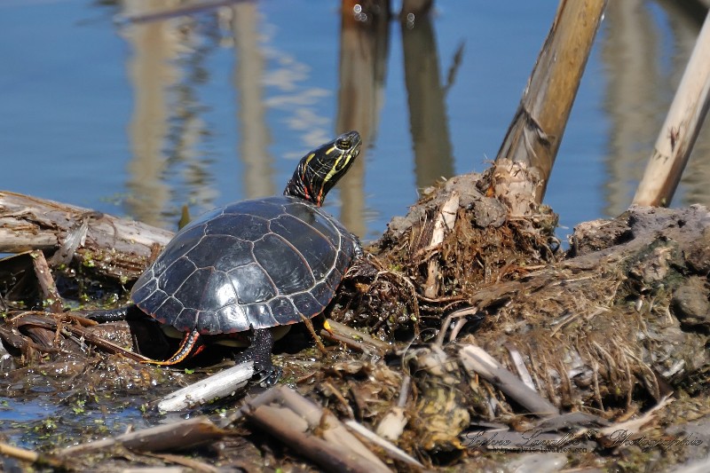 Tortue Dsc_8794-2w-800-s