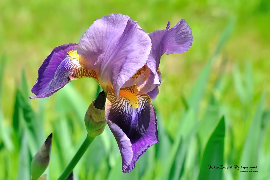 Fleur Iris Dsc_0947-2-1024-s