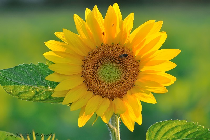 Tournesol Dsc_2586-2w-800-s