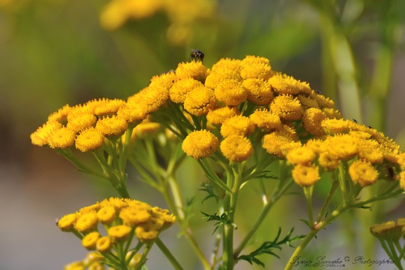 Du Jaune Dsc_3708-2w-800-s