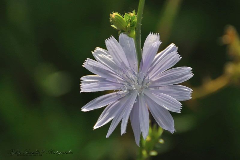 Fleur chicorée Dsc_5360-2w-800-s