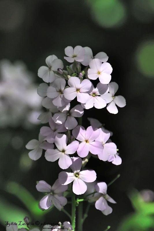 Quelque fleurs sauvage Dsc_5868-2-800-s