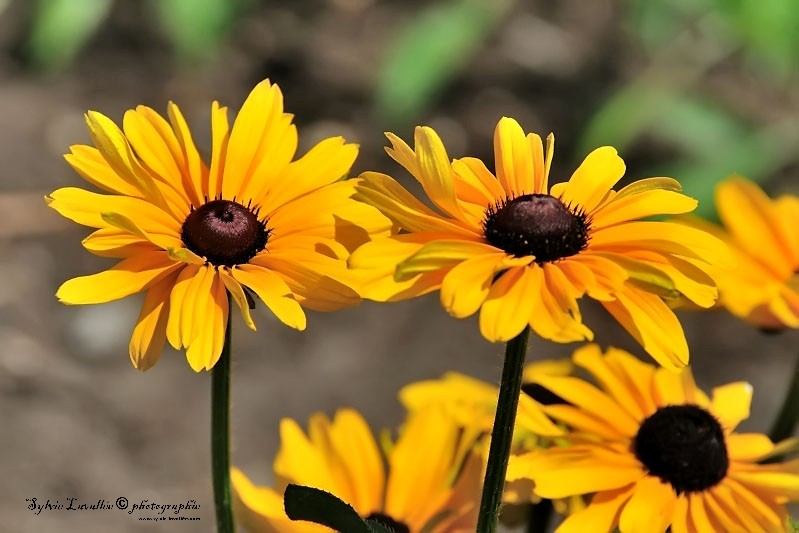 Fleurs Dsc_7546-2-800-s