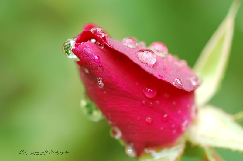 Après la pluie Dsc_9305-2w-800-s