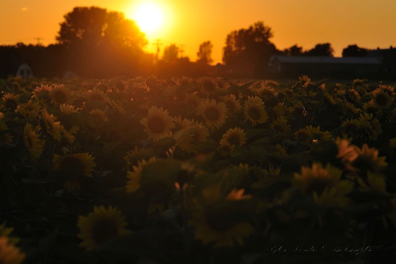 Tournesol Dsc_2598-2w-800-s