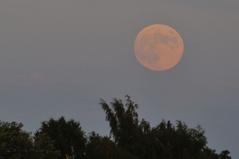 Pleine lune Dsc_2617-2w-800-s