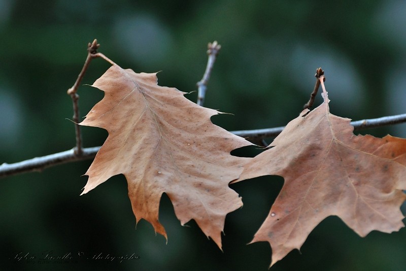 Feuilles de chêne Dsc_9353-2-800-s