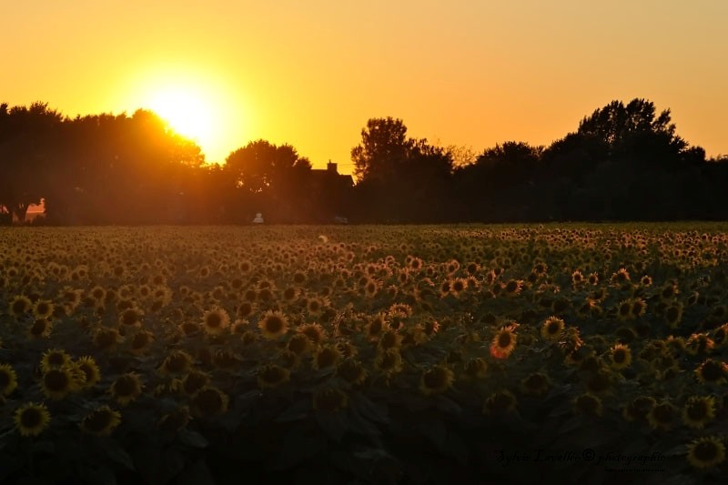 Coucher Soleil Dsc_8702-2-800-s