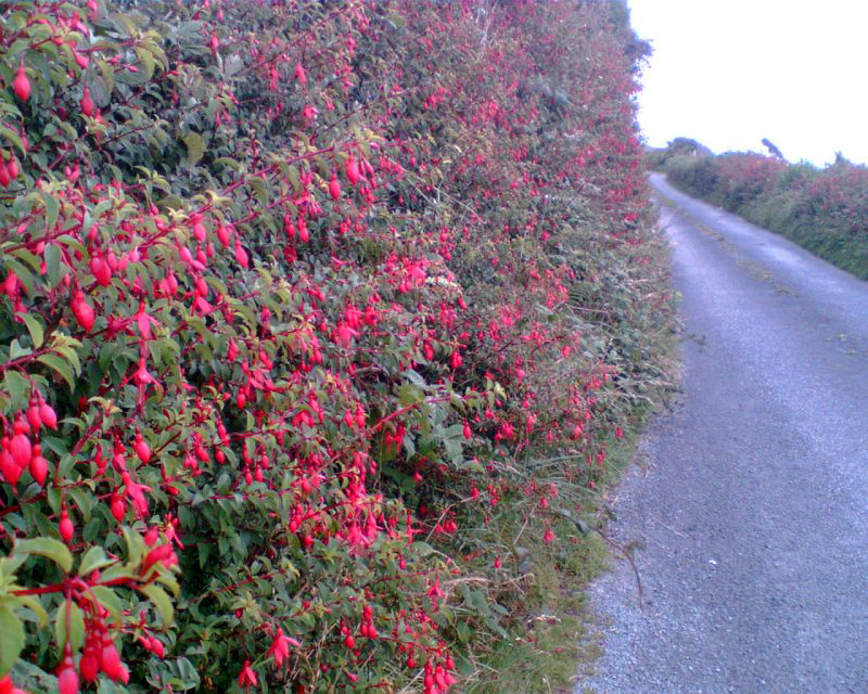 Photos from Kerry Clifden_fuschia_hedge_800