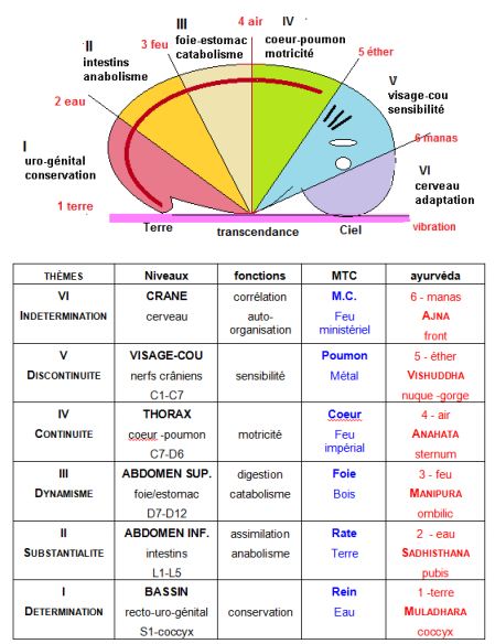 Interprétation systémique et physique des médecines holistiques Tbl_embryo