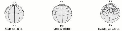 Philosophie holistique et modèle systémique Blastula