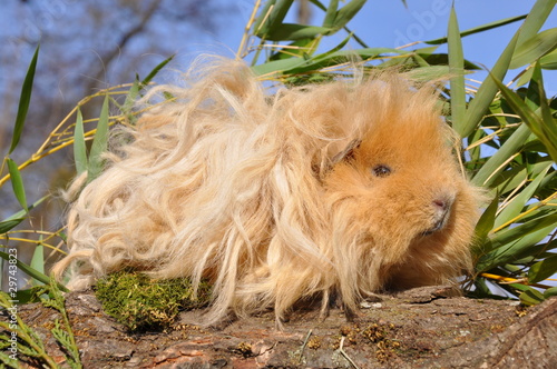 l'animal de Martin du 24 octobre trouvé par ptit loulou 400_F_29743823_5EnYes3G39NFaunluPzHFOhD0tX6iXie