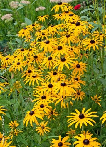 Rudbeckia fulgida 400_F_35013807_O9TF6hEZyR2thhqp2HZ8NKZ71BK9M2pa