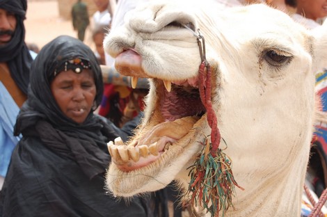 الجزيرة الإنجليزية تتحدث عن "ثورة" منسية في الصحراء Camelpolisario_726715101