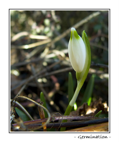 En pleine croissance Germination