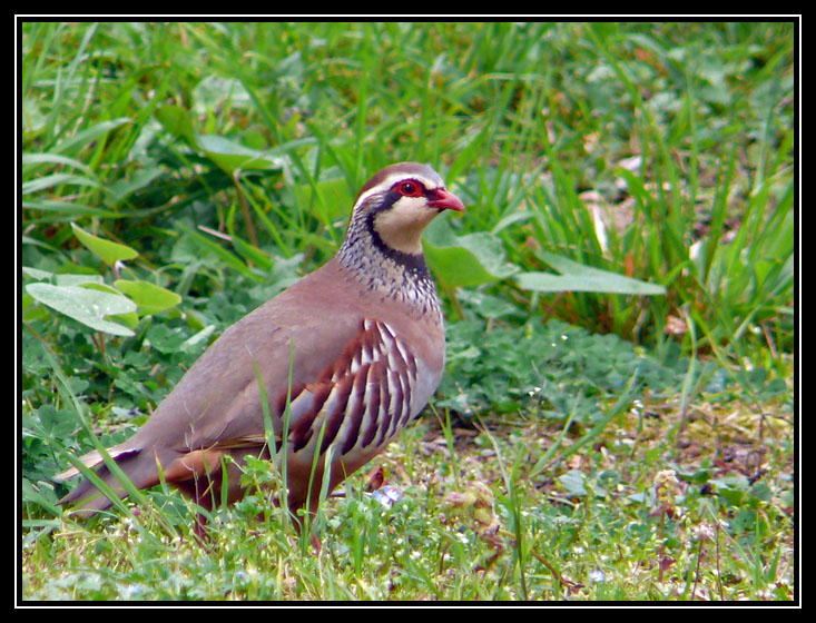 Perdrix rouge P1050533to8M