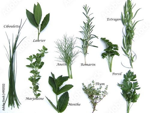 Les plantes aromatiques 400_F_903132_jZn2cDaK39O7DagPI17rwBYQAXHesT