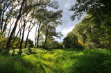 Waldlichtung Das Lager