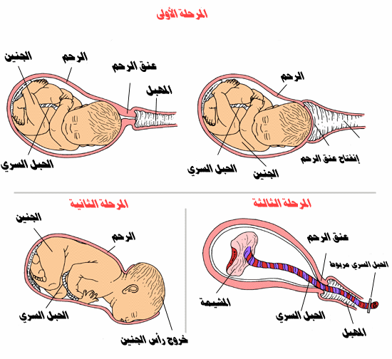 كيف تبدا الولاده ؟؟؟ وما سببها ؟؟؟ Stages2