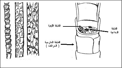 معلومات هامة عن صوف الاغنام Wool-Fiber