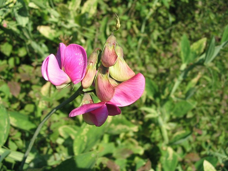 Nouveau - Alphabet des fleurs en images - Page 3 Gesse1