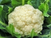  காலிஃப்ளவர் சாப்பிடுவதால் உண்டாகும் நன்மைகள்!!! 28-1369739357-1-cauliflower