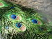 பல்லிகளை விரட்டுவதற்கான சில எளிய வீட்டுக் குறிப்புகள்!!! 19-1392788907-3-peacock-feathers