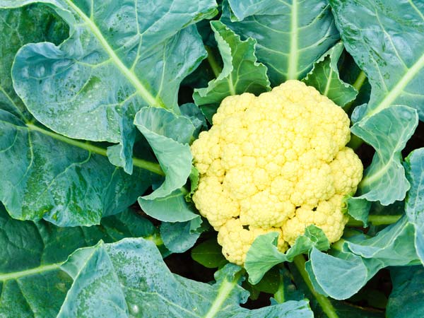 நீரிழிவு இருக்கா? இந்த காய்கறிளை சாப்பிடுங்க... 07-1354864608-cauliflower