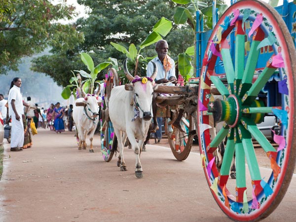 பொங்கல் - நகைச்சுவை போட்டி முடிவு 07-1357545114-mattu-pongal-600