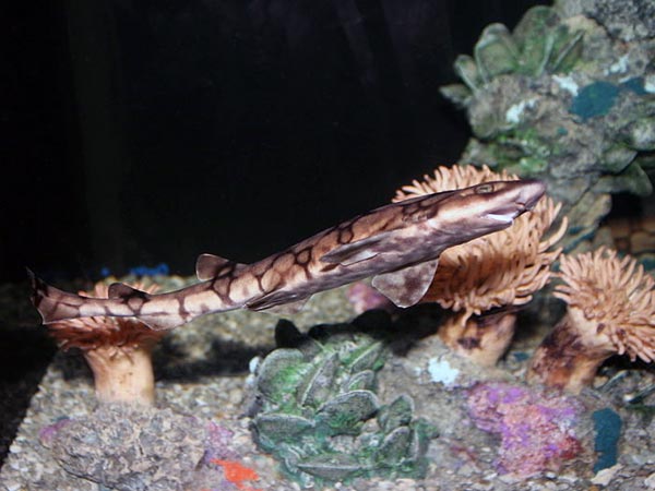 வித்தியாசமான சுறாக்கள்!!! 07-1357555599-chaincatshark