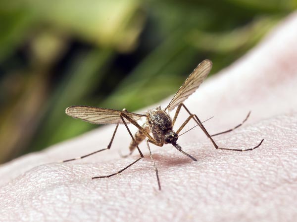 உயிருக்கு ஆபத்தை விளைவிக்கும் காய்ச்சல்கள்!!! 28-1369718614-2-denguefever