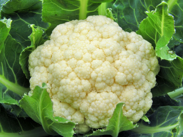 காலிஃப்ளவர் சாப்பிடுவதால் உண்டாகும் நன்மைகள்!!! 28-1369739357-1-cauliflower