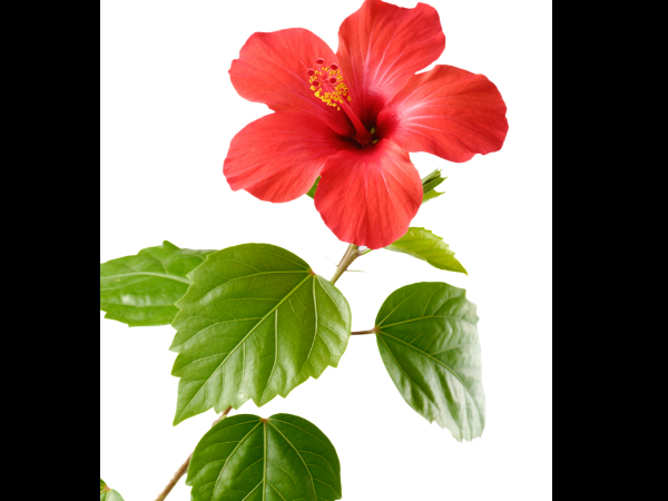 உடல் எடையைக் குறைக்கும் மூலிகைகள்!!! 20-1377006541-20-hibiscus