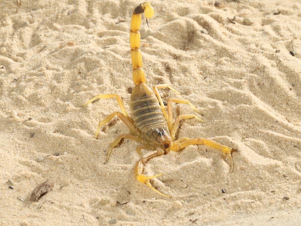 உலகத்தில் வாழும் கொடிய விஷமுள்ள  உயிரினங்கள்!!! 08-1404801524-4scorpion