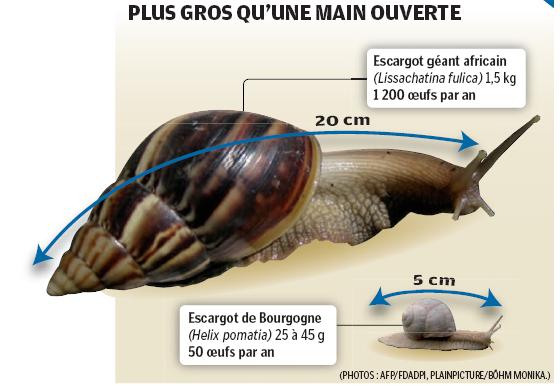 LE SAVIEZ-VOUS??  un peu tous les sujets!!(suite et fin) 83db22c4