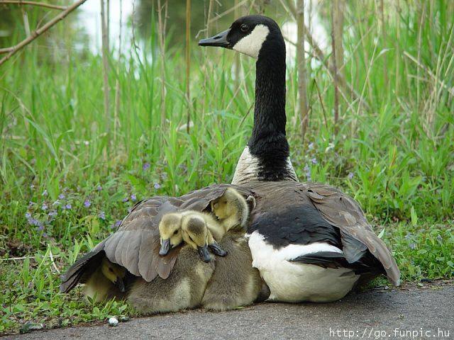 Tous les animaux(sauvages et domestiques) photos et textes.... Afded249