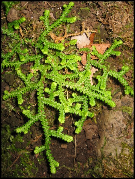 Selaginella denticulata Selaginella_denticulata