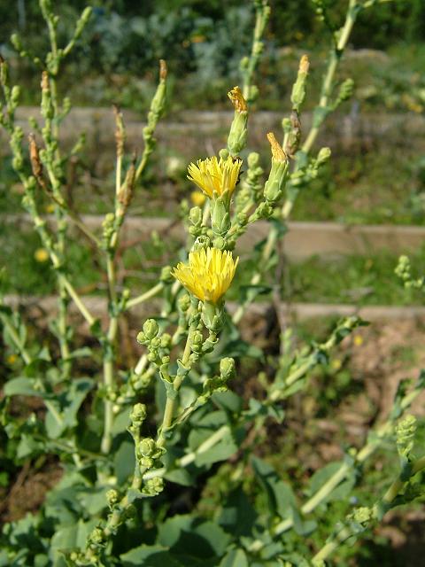 Lactuca sativa Lactuca_sativa