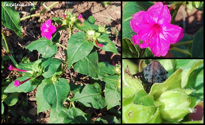 Mirabilis jalapa Mirabilis_jalapa