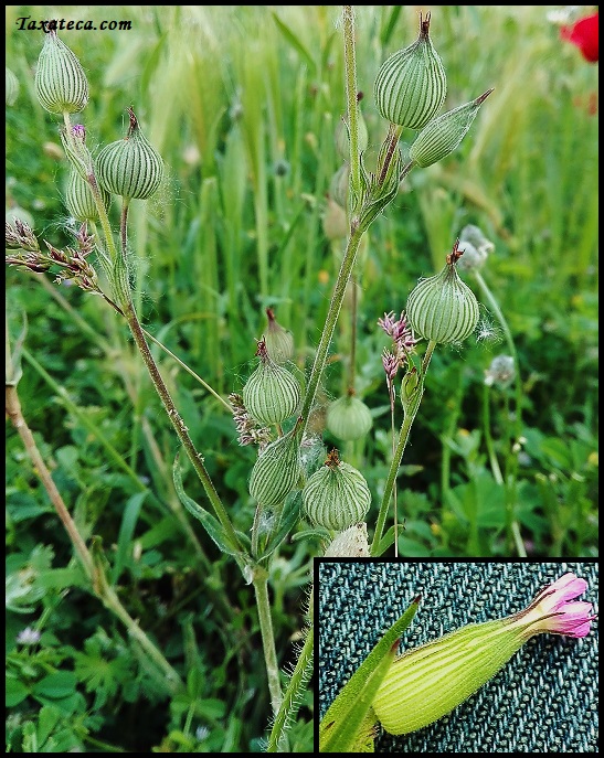 Silene conoidea Silene_conoidea