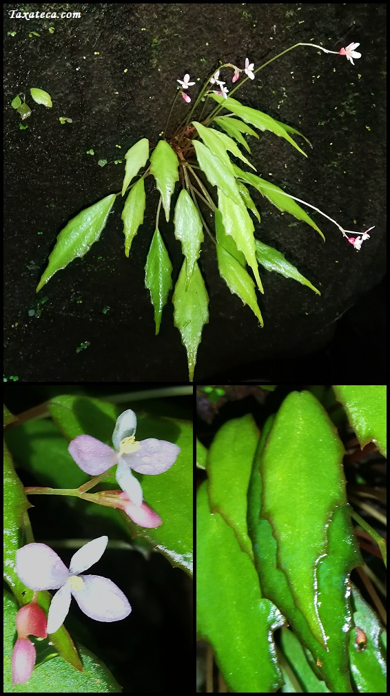 Begonia nana Begonia_nana