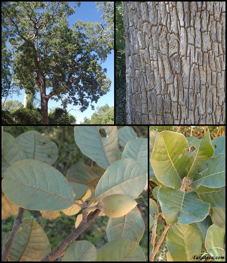 Capurodendron perrieri Capurodendron_perrieri