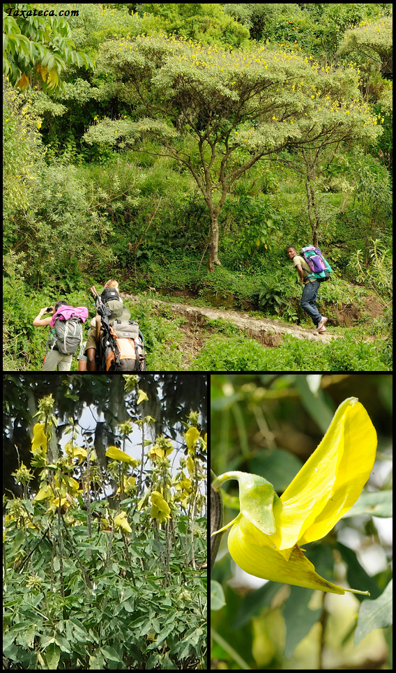 Crotalaria grandibracteata Crotalaria_grandibracteata