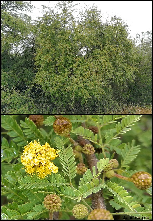 Vachellia farnesiana Vachellia_farnesiana