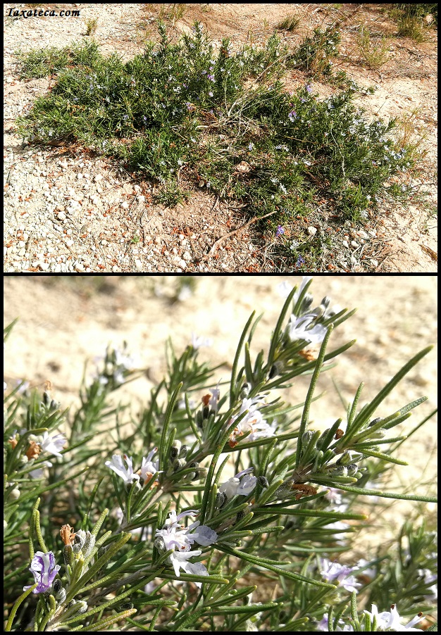 Rosmarinus officinalis Rosmarinus_officinalis