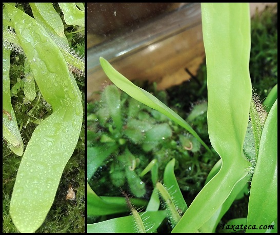 Utricularia longifolia Utricularia_longifolia